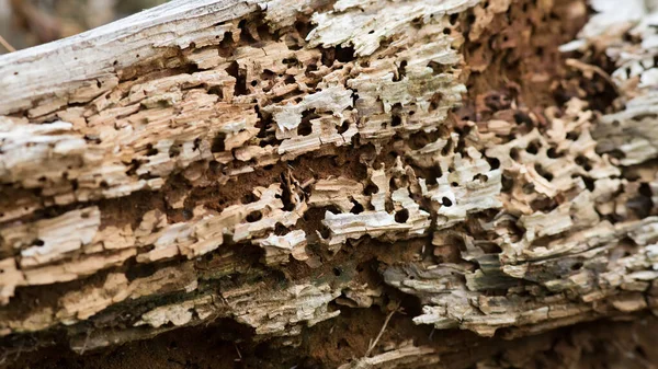 Tronco Árvore Velho Com Buracos Uma Lagarta — Fotografia de Stock