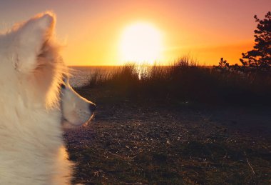 Gün batımında Samoined Dog sahilde oturuyor.
