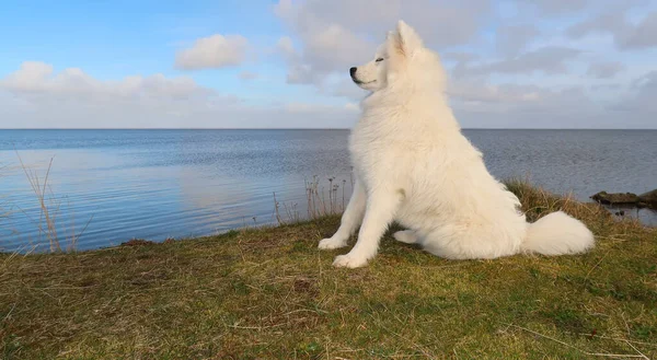 坐在海岸上的萨莫伊犬 — 图库照片