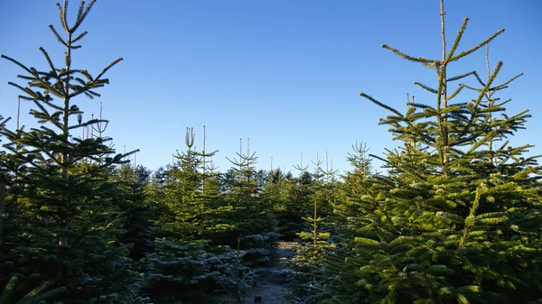 Plantacja Zielonym Christmas Firs — Zdjęcie stockowe