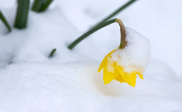 Narciso Giallo Coperto Neve Giardino — Foto Stock