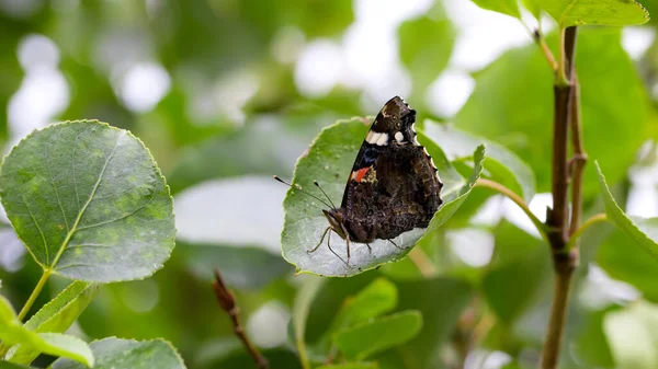 Červený Admirál Motýl Zeleném Listu — Stock fotografie