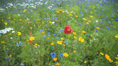 Renkli çiçekli yaz çayır
