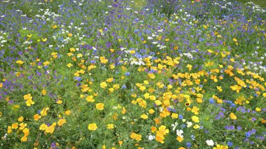 Renkli çiçekli yaz çayır