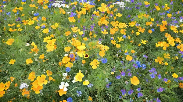 Renkli çiçekli yaz çayır