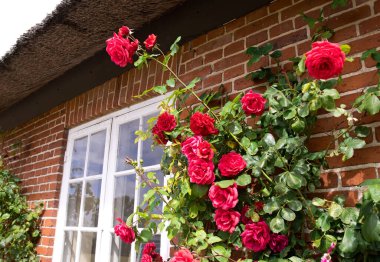 Eski bir evin duvarına tırmanan güller.