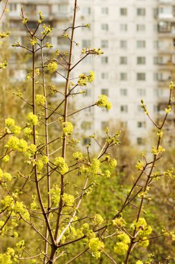çiçek açması Akça ağaç