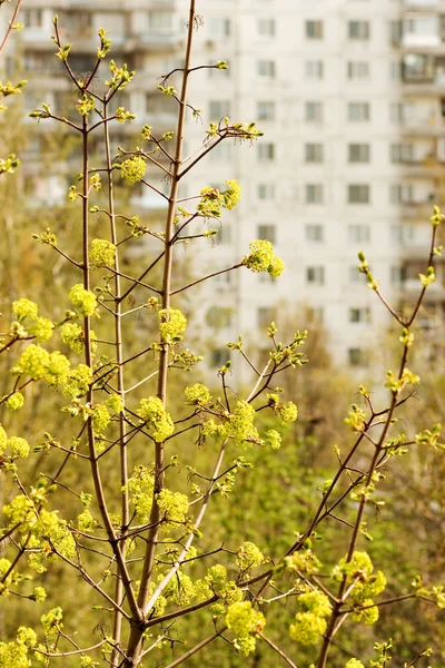 開花のメープル ツリー — ストック写真