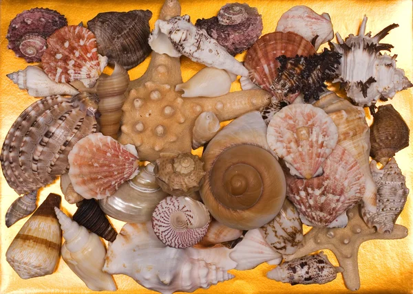 背景の貝殻のコレクション — ストック写真