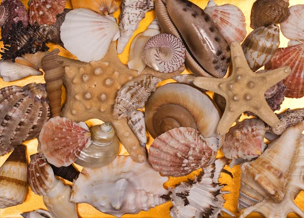 Una colección de conchas marinas para fondos —  Fotos de Stock