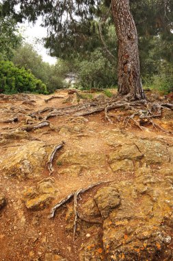 Çam ağacının kökleri