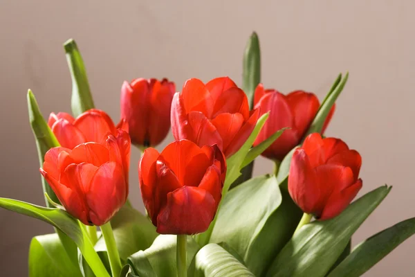 Rode tulpen — Stockfoto