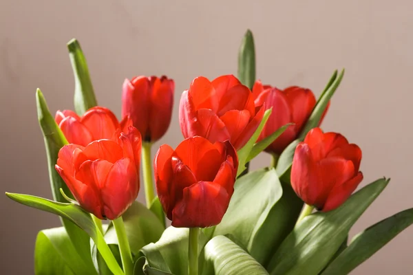 Rode tulpen — Stockfoto