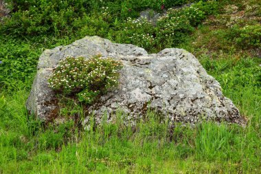Vatchkazhets Vadisi (eski volkan alanı). Rusya 'nın Kamçatka şehrinde çok popüler bir yürüyüş rotası..