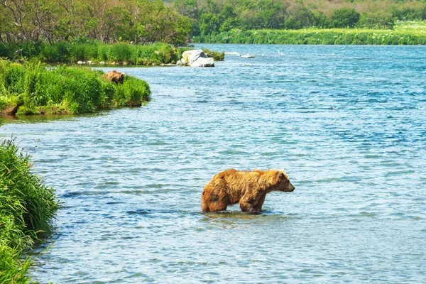 Descansando Ursos Selvagens Costa Lago Kurile Kamchatka Rússia — Fotografia de Stock