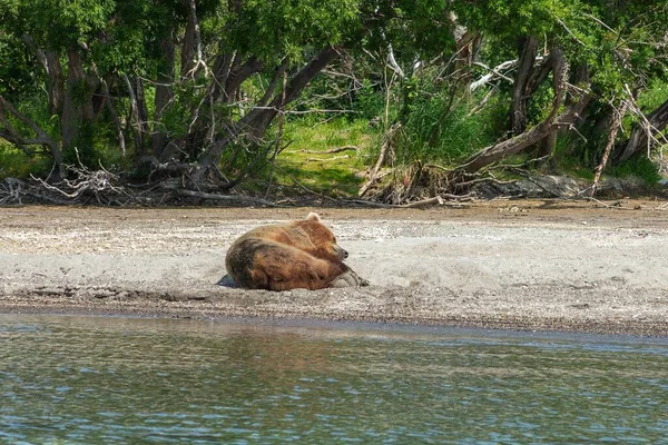 Descansando Oso Salvaje Orilla Del Lago Kurile Kamchatka Rusia —  Fotos de Stock