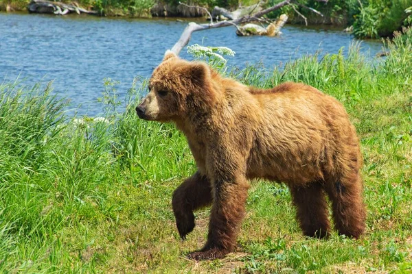 Descansando Oso Salvaje Orilla Del Lago Kurile Kamchatka Rusia —  Fotos de Stock