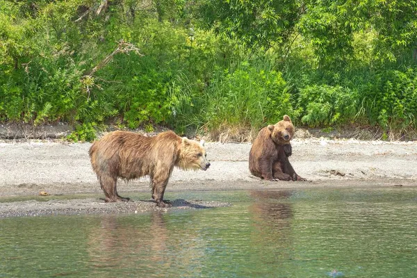 Odpočívající Medvědi Břehu Kurilského Jezera Kamčatce Rusko Stock Snímky