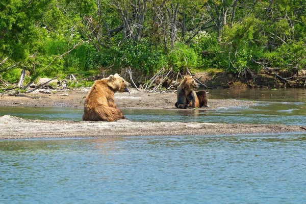 Descansando Osos Salvajes Orilla Del Lago Kurile Kamchatka Rusia —  Fotos de Stock