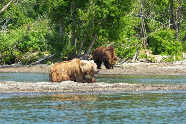 Wilde Beren Rusten Aan Oever Van Het Kurile Meer Kamchatka — Stockfoto