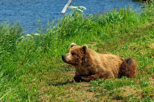 Descansando Oso Salvaje Orilla Del Lago Kurile Kamchatka Rusia Fotos de stock