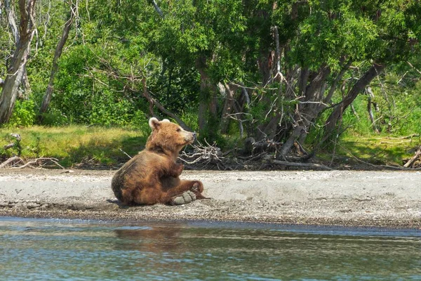 Реставрация Дикого Медведя Берегу Курильского Озера Камчатке Стоковое Фото
