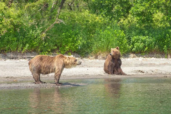 Descansando Osos Salvajes Orilla Del Lago Kurile Kamchatka Rusia —  Fotos de Stock