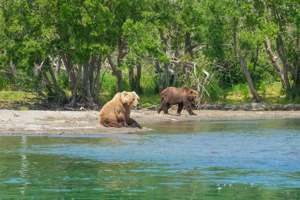 Descansando Osos Salvajes Orilla Del Lago Kurile Kamchatka Rusia —  Fotos de Stock