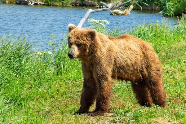 Rustende Wilde Beer Aan Oever Van Het Kurile Meer Kamchatka — Stockfoto