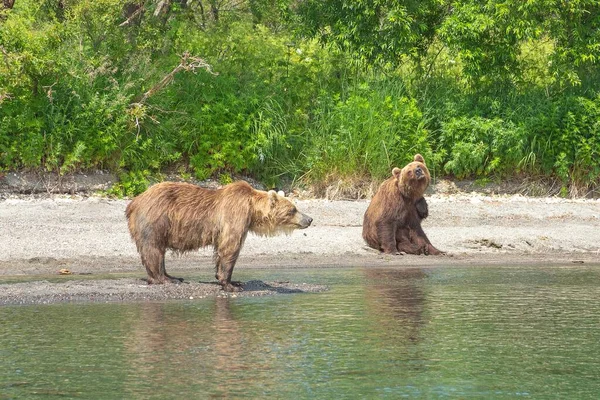 Descansando Ursos Selvagens Costa Lago Kurile Kamchatka Rússia — Fotografia de Stock
