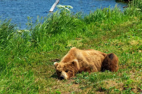 Descansando Oso Salvaje Orilla Del Lago Kurile Kamchatka Rusia —  Fotos de Stock
