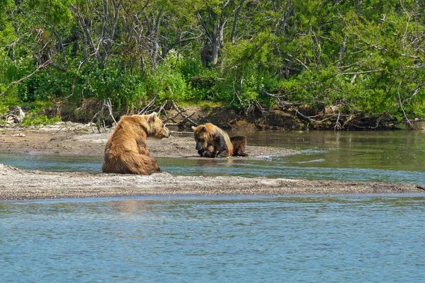 Descansando Osos Salvajes Orilla Del Lago Kurile Kamchatka Rusia —  Fotos de Stock