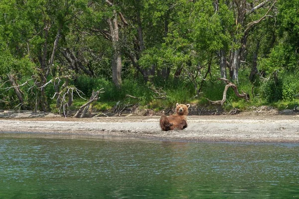 Αναπαύεται Άγρια Αρκούδα Στις Όχθες Της Λίμνης Kurile Στην Kamchatka — Φωτογραφία Αρχείου