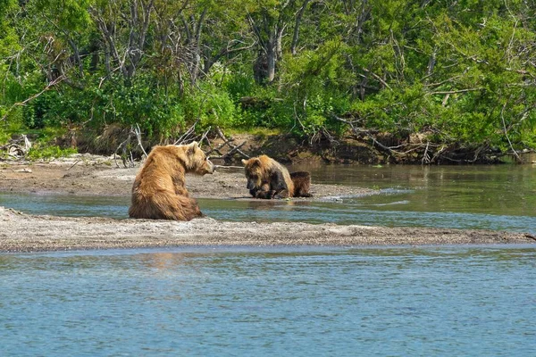 ロシアのカムチャツカにあるKurile Lakeの海岸で野生のクマを休める ストックフォト