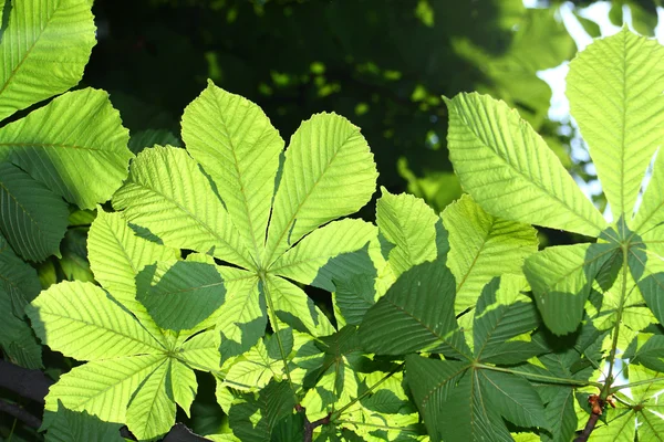 Green chestnut leaves — Stock Photo, Image