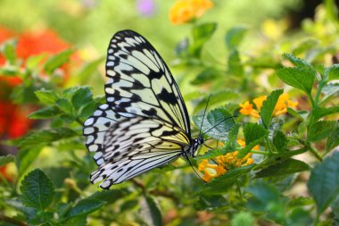 Sarı çiçekte kelebek