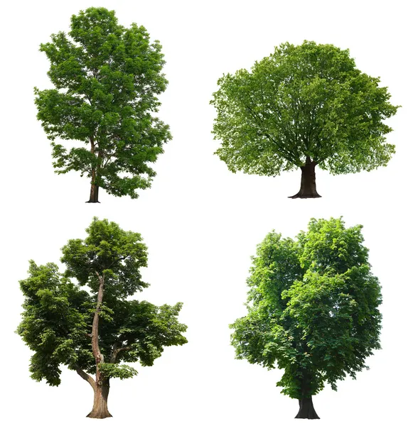 Bäume isoliert — Stockfoto