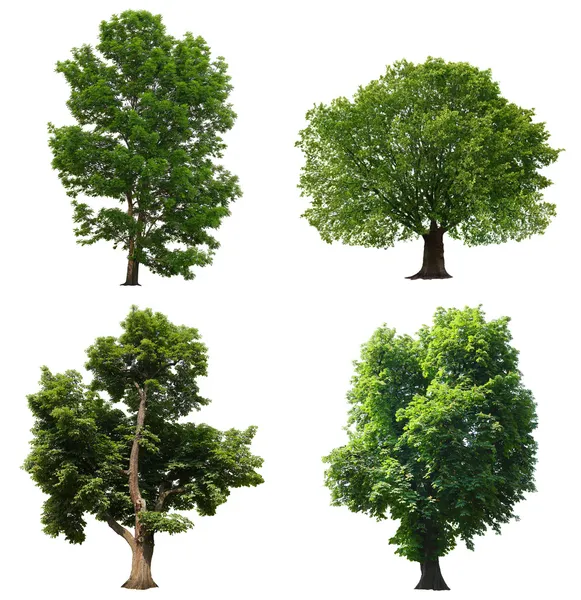 Trees isolated