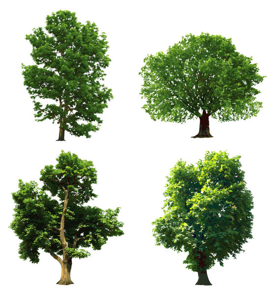 Коллекция зеленых деревьев. Векторная иллюстрация
