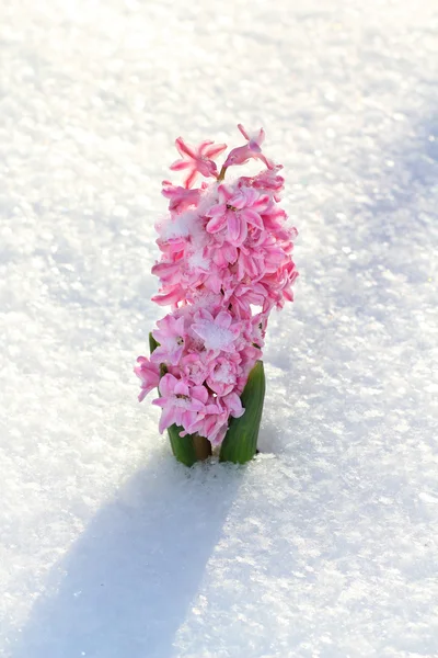 Barevné kytice od hyacinth — Stock fotografie