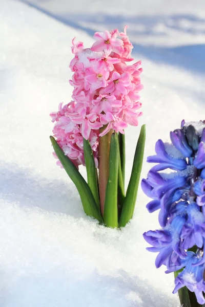 Bouquet coloré de jacinthe — Photo