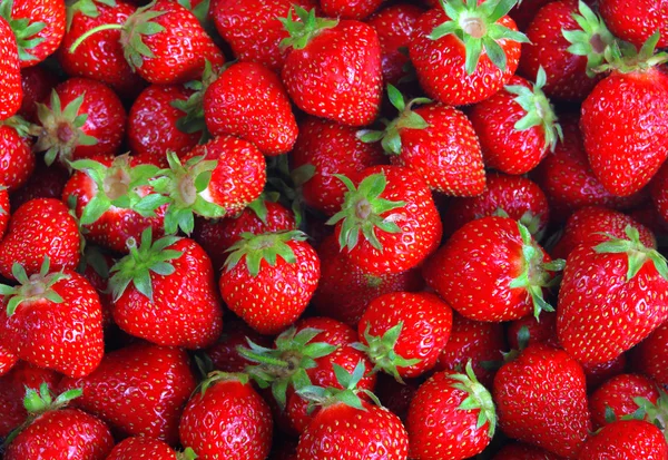 Frische reife perfekte Erdbeere — Stockfoto