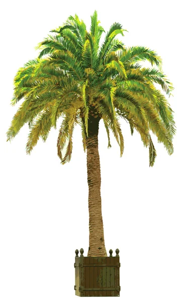 Vector illustration of the palm tree — Stock Vector