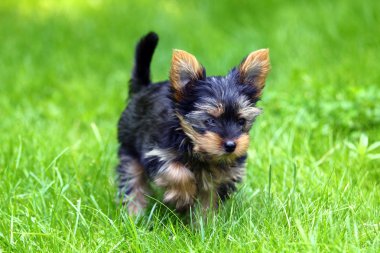 Genç yorkshire terrier eğleniyor