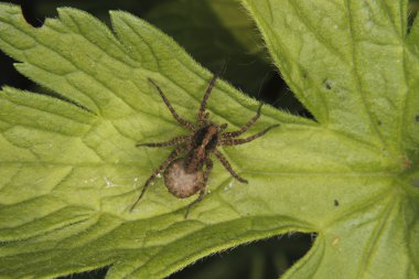 Kurt örümceği (pardosa lugubris))