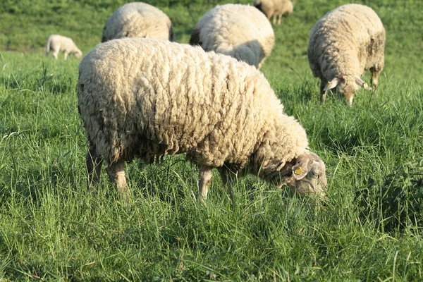 Sheep Stock Image
