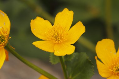 Bataklık kadife çiçeği (Caltha palustris)