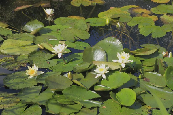 çiçek açan nilüfer