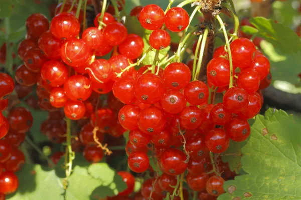 Red currants — Stock Photo, Image