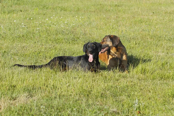 Dogs — Stock Photo, Image